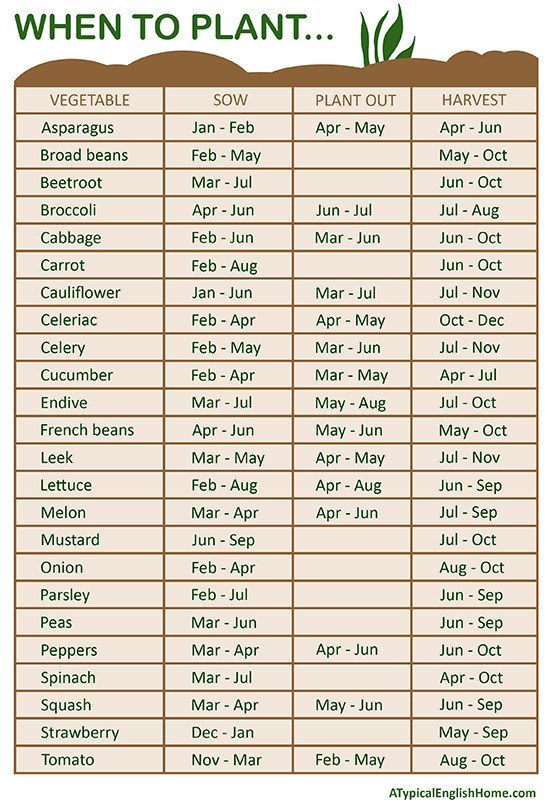 Figure out when to plant your seeds by the month. | 23 Diagrams That Make Gardening So Much Easier