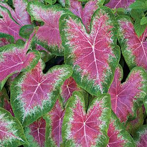 How to grow Caladiums also known as elephant ears.  Some newer varieties can take direct sun (like Gingerl