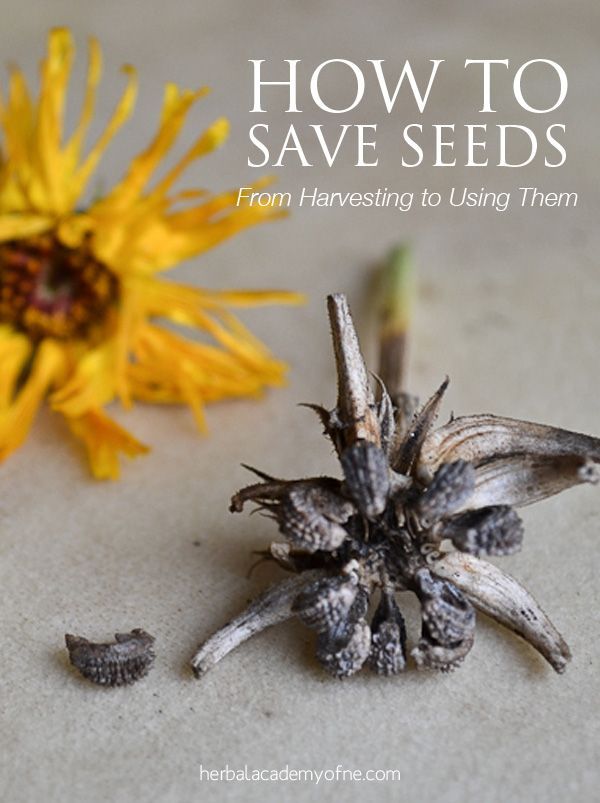 How to Save Seeds and what to do with them! Harvesting instructions and recipes included ;)