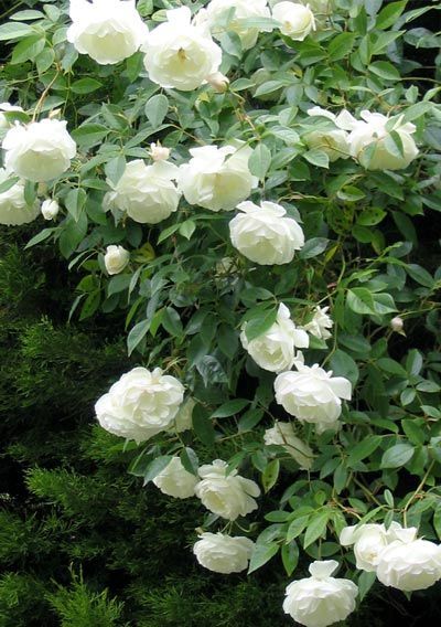 ‘Iceberg’ Floribunda Rose – to say this rose is prolific is an understatement. Plant one and you’ll never