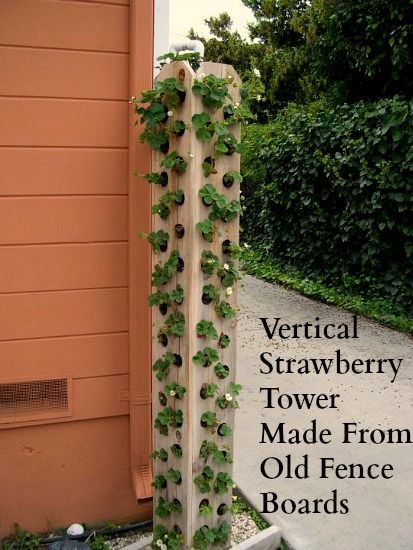 One Hundred Dollars a Month – strawberry tower