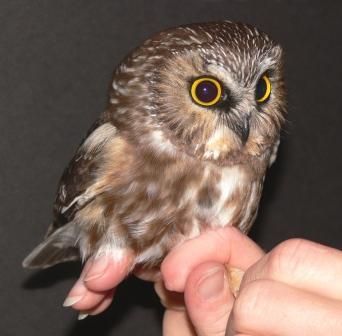People are buying mini OWLS as PETS! It is actually something people are doing a lot right now. FOR REAL!