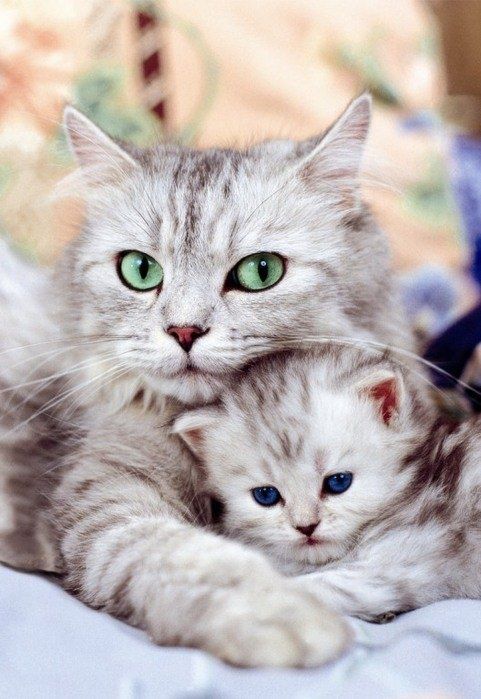 Adorable eyes of cat and kitten looking so cute sitting together….. (click on picture to see more stuff)