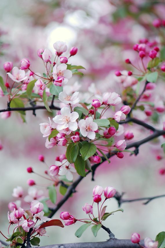 Crabapple Blossoms in Spring — so beautiful especially if there is a whole orchard in bloom !!