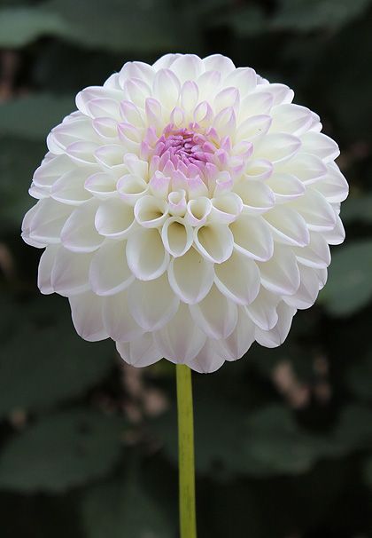 Gaylen Rose -White Dahlia with lavender blush center