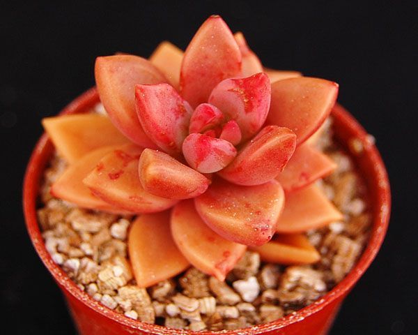Graptosedum Alpenglow is a stunning hybrid with lovely coloured rosettes which spread indefi
