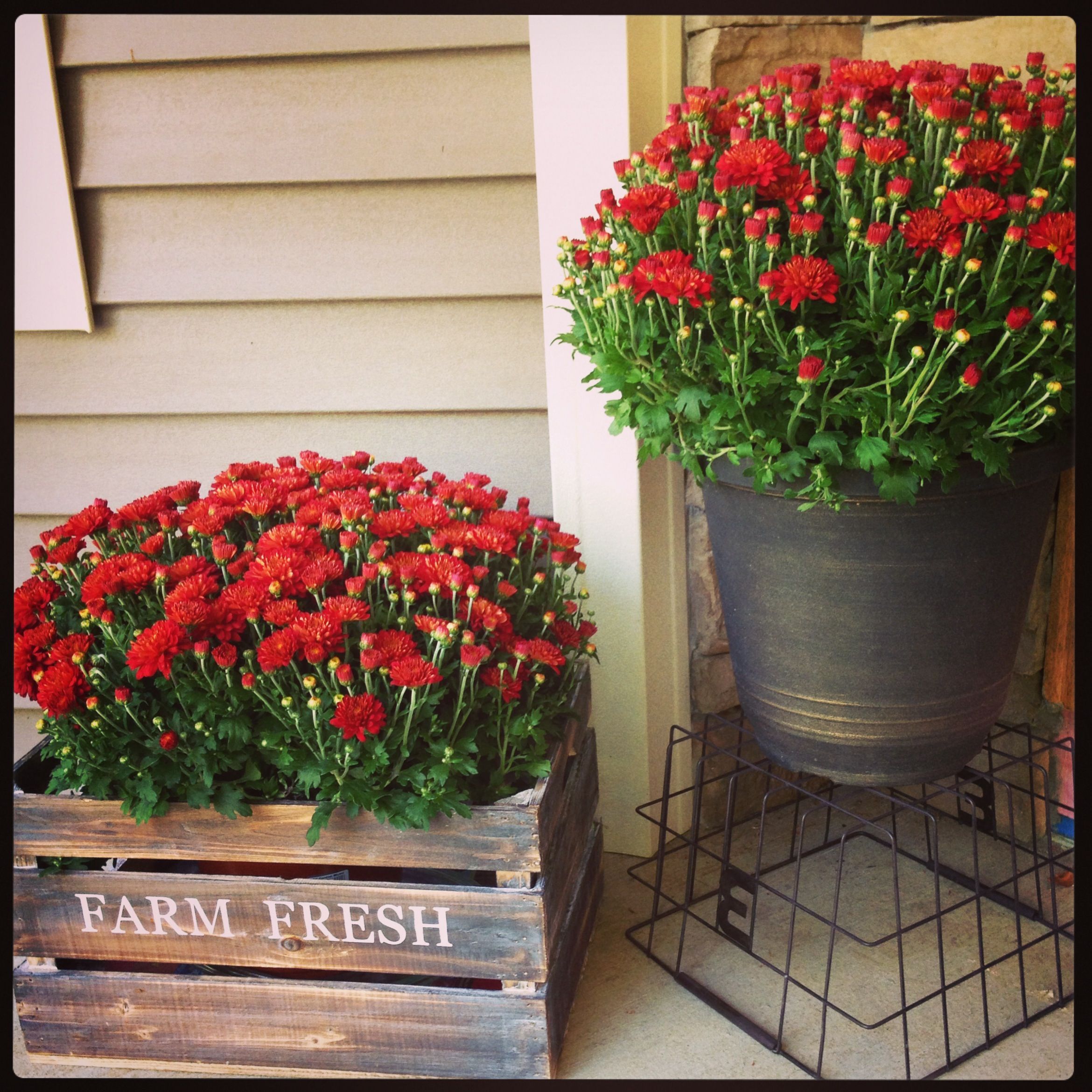 Inexpensive Decorating Ideas for Porches | 20 Fall Front Porch Decorating Ideas –Bright Mums a la Vintage