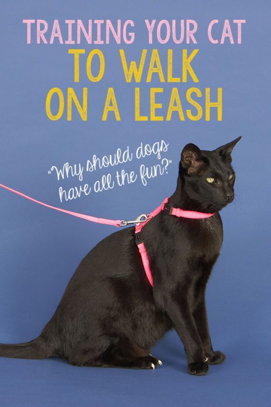 Leash walking for cats is gaining more and more popularity these days, and that’s because it’s a safe alte