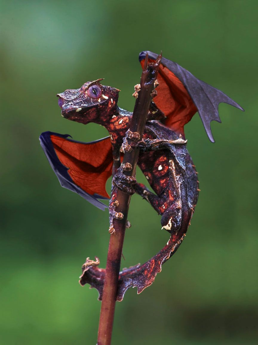 Satanic leaf tailed Gecko. Yes, this is real.