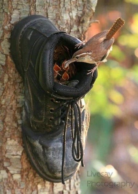 Shoe Feeder – 23 DIY Birdfeeders That Will Fill Your Garden With Birds. Haha! I love this idea:)