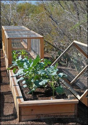 Covered raised beds. You could even use thick, clear plastic for the winter months for a cold frame.