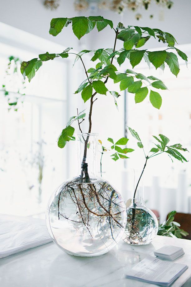 glass planter with exposed roots