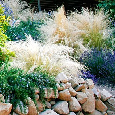 Grasses (mexican feather) mixed with lavendar and rosemary for low-water landscaping