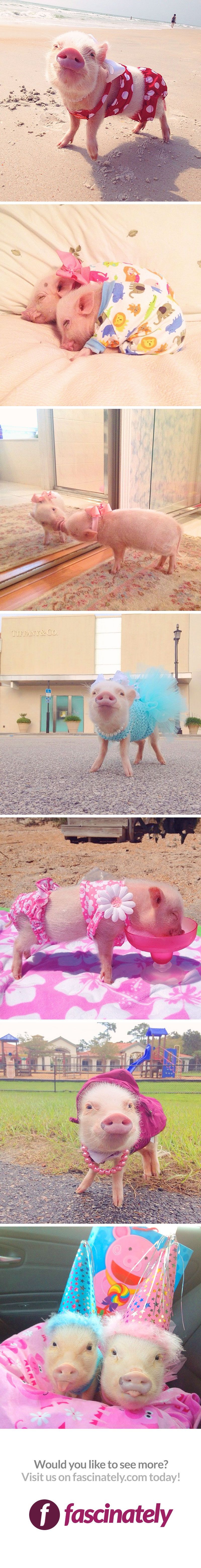 Meet the most adorable, popular pig on instagram! Shes pretty stylish, too – she loves to lay out