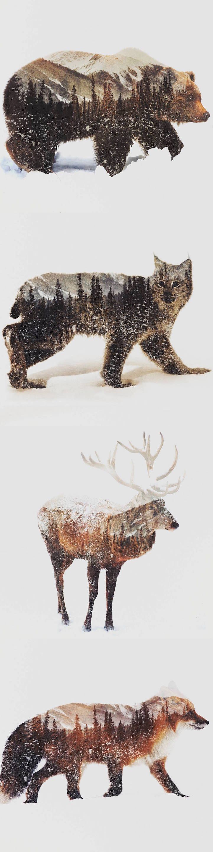 Norwegian artist Andreas Lie uses double exposure photos to capture the essence of animals in arctic l