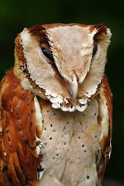 Oriental Bay-Owl (Phodilus badius saturatus)