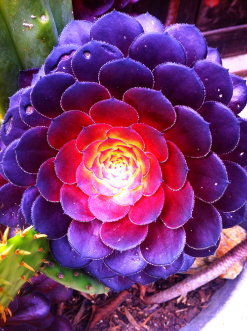 Purple succulent