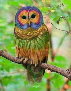 Rainbow Owl…yes this is a real bird!!!!
