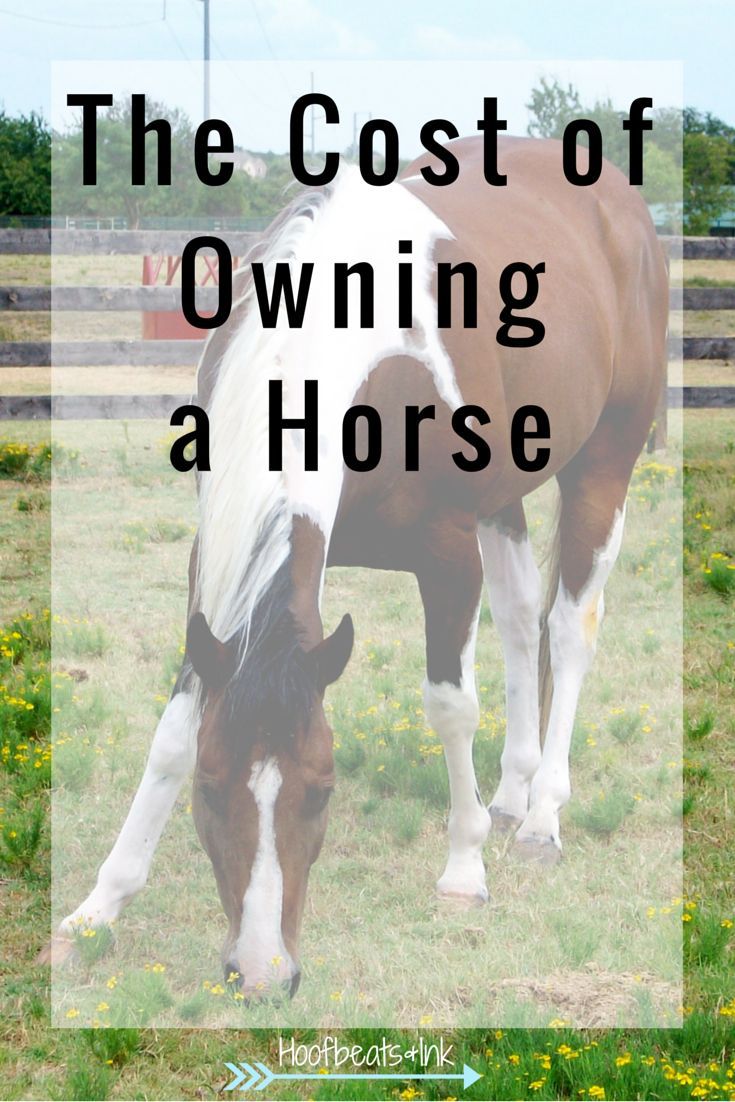 The Cost Of Owning A Horse