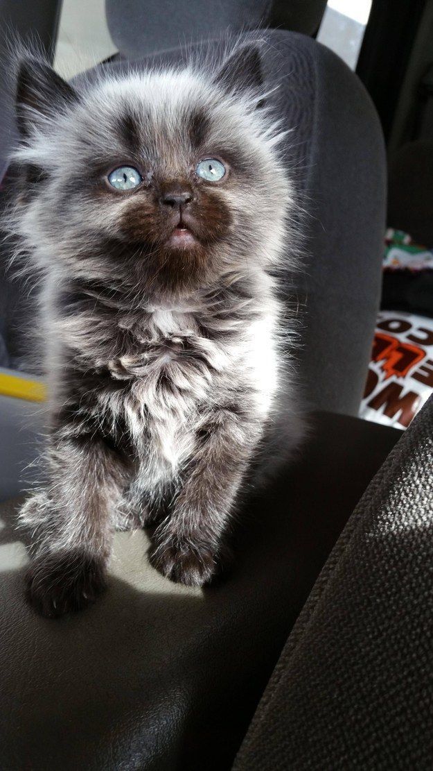 The Wise One | The 100 Most Important Kitten Pictures Of All Time