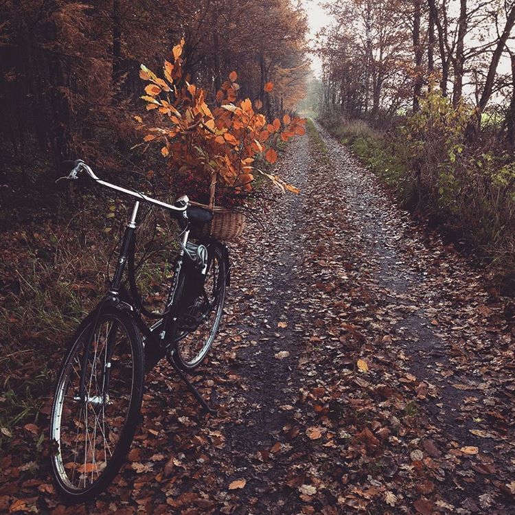 A combination of my two favorite things…Fall and bike rides! I cant wait for October to head ou