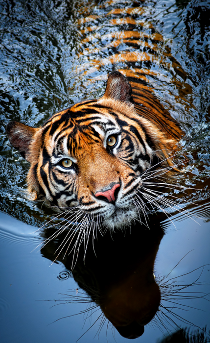 Beautiful-wildlife: Tiger by Robert Cinega Its probably one of the most beautiful animals in the