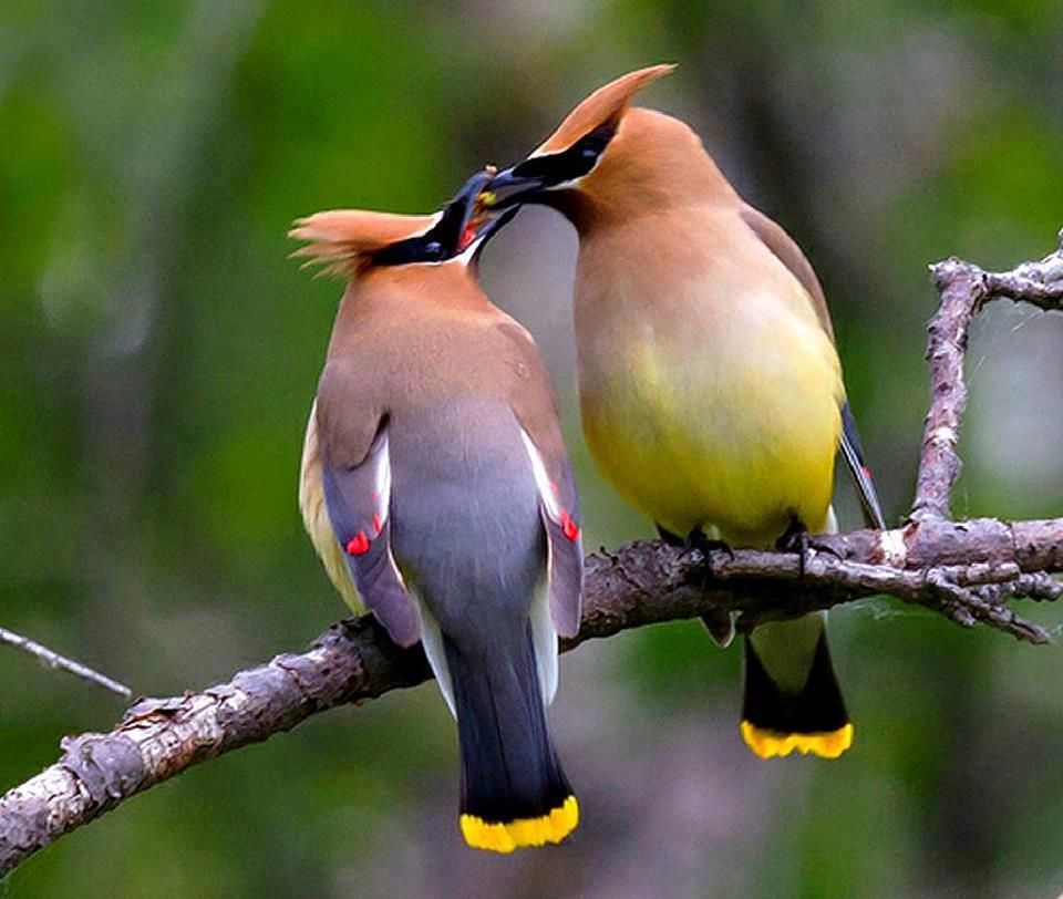 Cedar Waxwings | Most Beautiful Pages