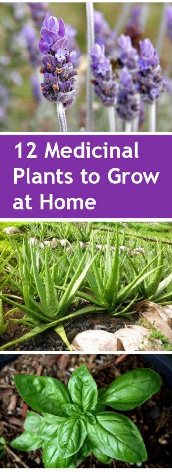 Gardening, home garden, garden hacks, garden tips and tricks, growing plants…