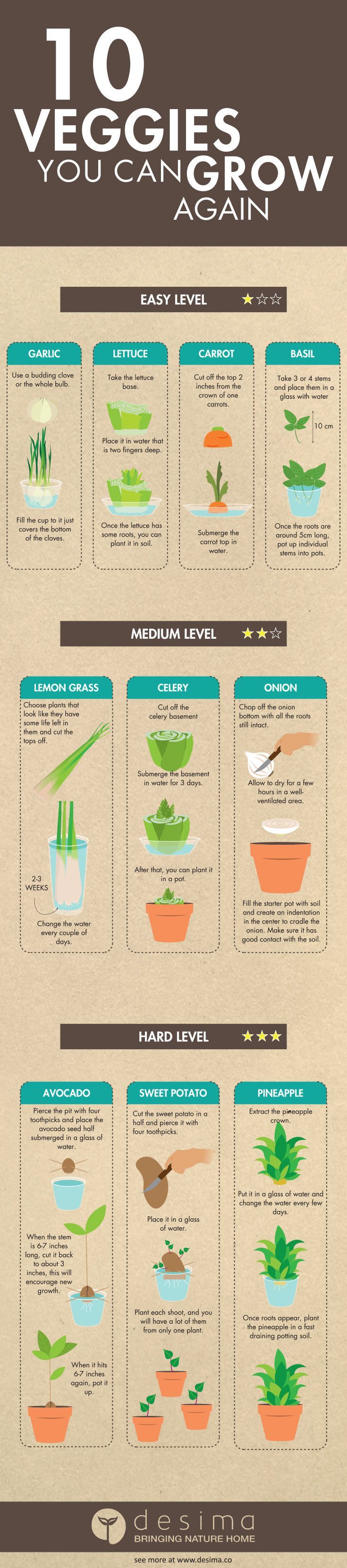 Infographic on veggies you can grow again