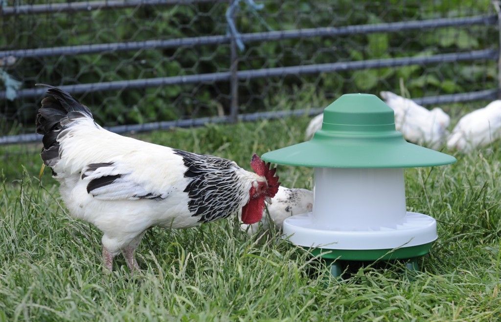 2.5kg Ascot Outdoor Chicken Feeder -   Chicken Feeders Ideas