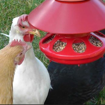 BriteTap Chicken Feeder -   Chicken Feeders Ideas