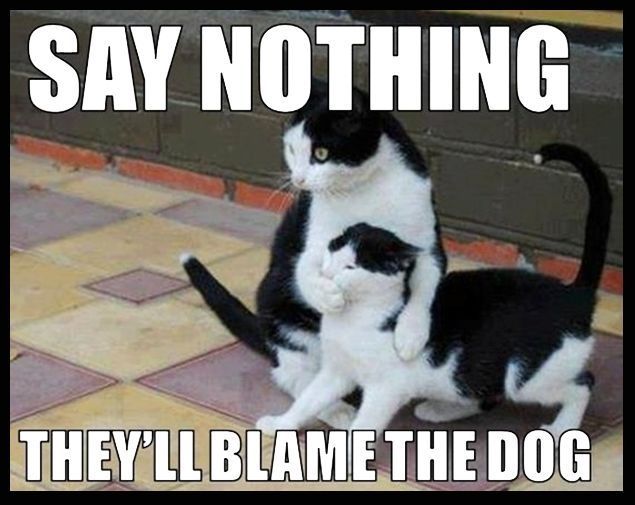 Say Nothing funny memes dogs cat cats meme lol funny quotes cute. humor dog. kitten