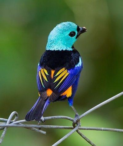 seven colored tanager