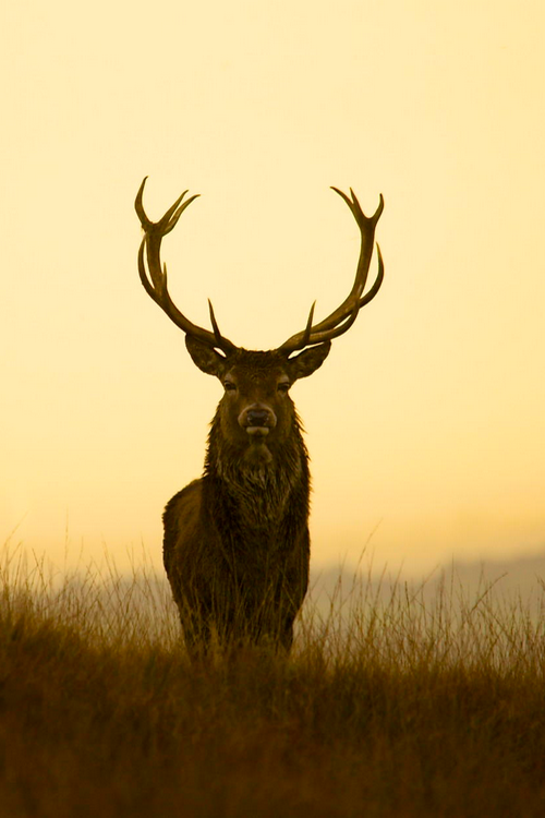 Stag by James Morris, my shot of the week.
