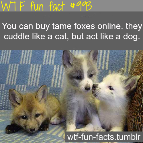 tame fox MORE OF WTF-FUN-FACTS are coming HERE awesome places and weird facts ONLY
