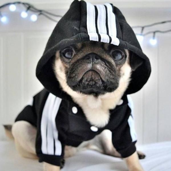 Dress up your Dog with the latest in Pug fashion! Please allow 10-20 days for ship