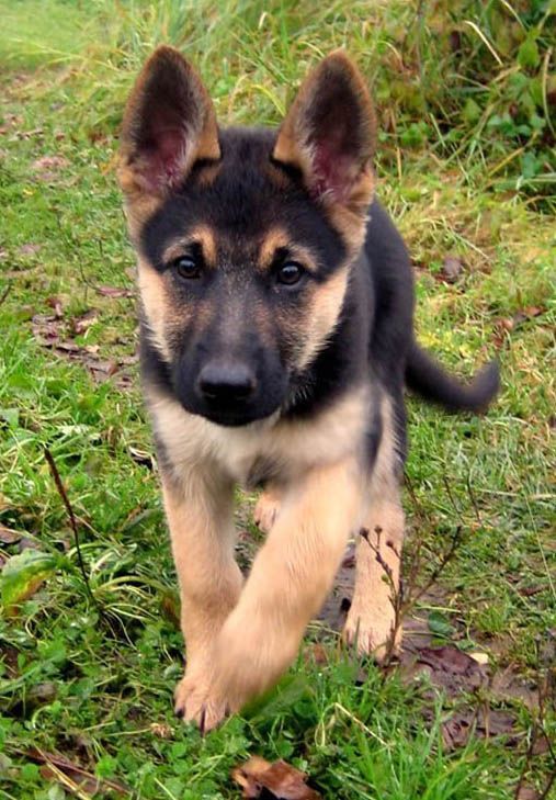 German Shepherd Puppies Check out all kinds of cool dog stuff