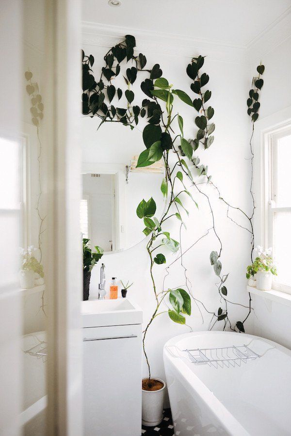 Kletterpflanze im Badezimmer – Indoor Green : Living with Plants