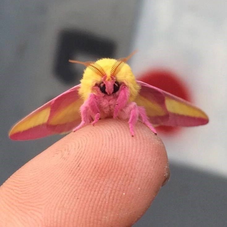 The Rosy Maple Moth May Be the Cutest Bug Ever