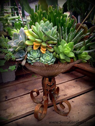 This beautiful vintage container garden courtesy of Nature Containers Vintage Gard