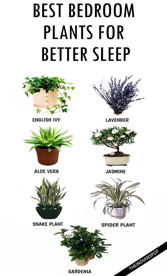 De beste planten voor in de slaapkamer, omdat ze slaap bevorderend werken.