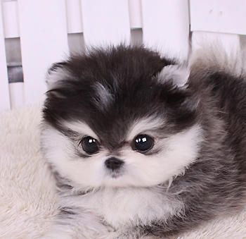 Micro Husky Teacup | Teacup Shih Tzu Puppies for Sale: