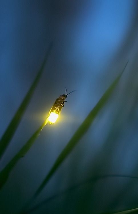 Seeing fireflies… I once lived on the edge of a forest, in which there were HUND