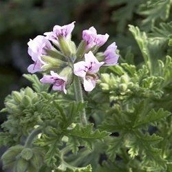 10 Plants That Repel Mosquitoes