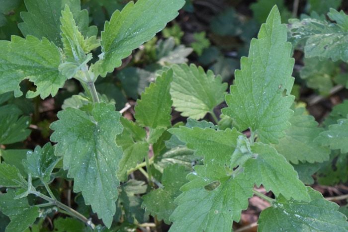 10 Plants That Repel Mosquitoes