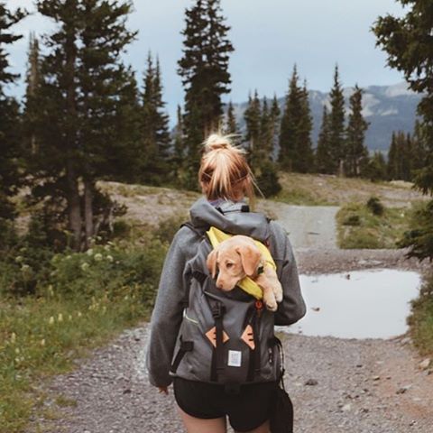 Can I just be a puppy so I can go on adventure backpack rides? Anyone with me? @ki