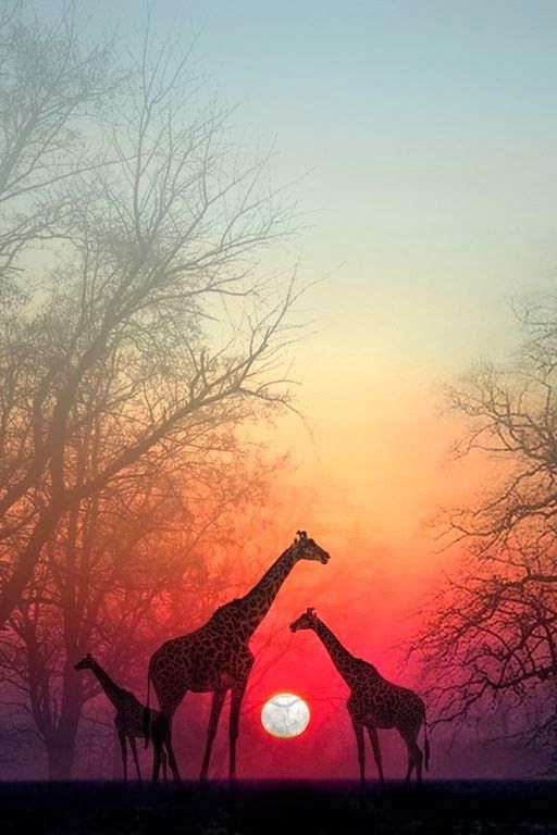 Giraffes in the Sunset, Masai Mara National Park, Kenya, Africa | HoHo Pics