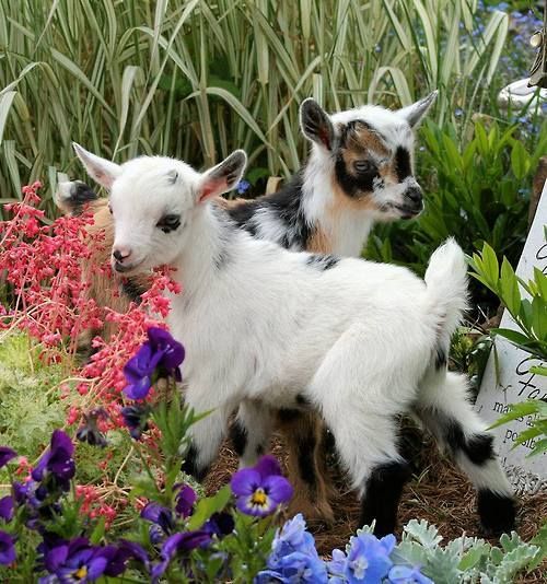 glitzyglamhealthy:  can’t get enough of baby goats, they just hop around like the cute cuties they are