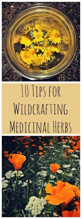Great tips about foraging for your own herbs!