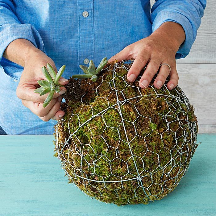 How to make a hanging succulent ball – Lowes